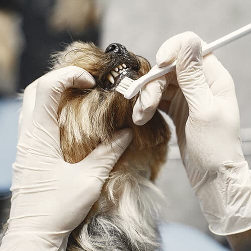 Dental & Extras